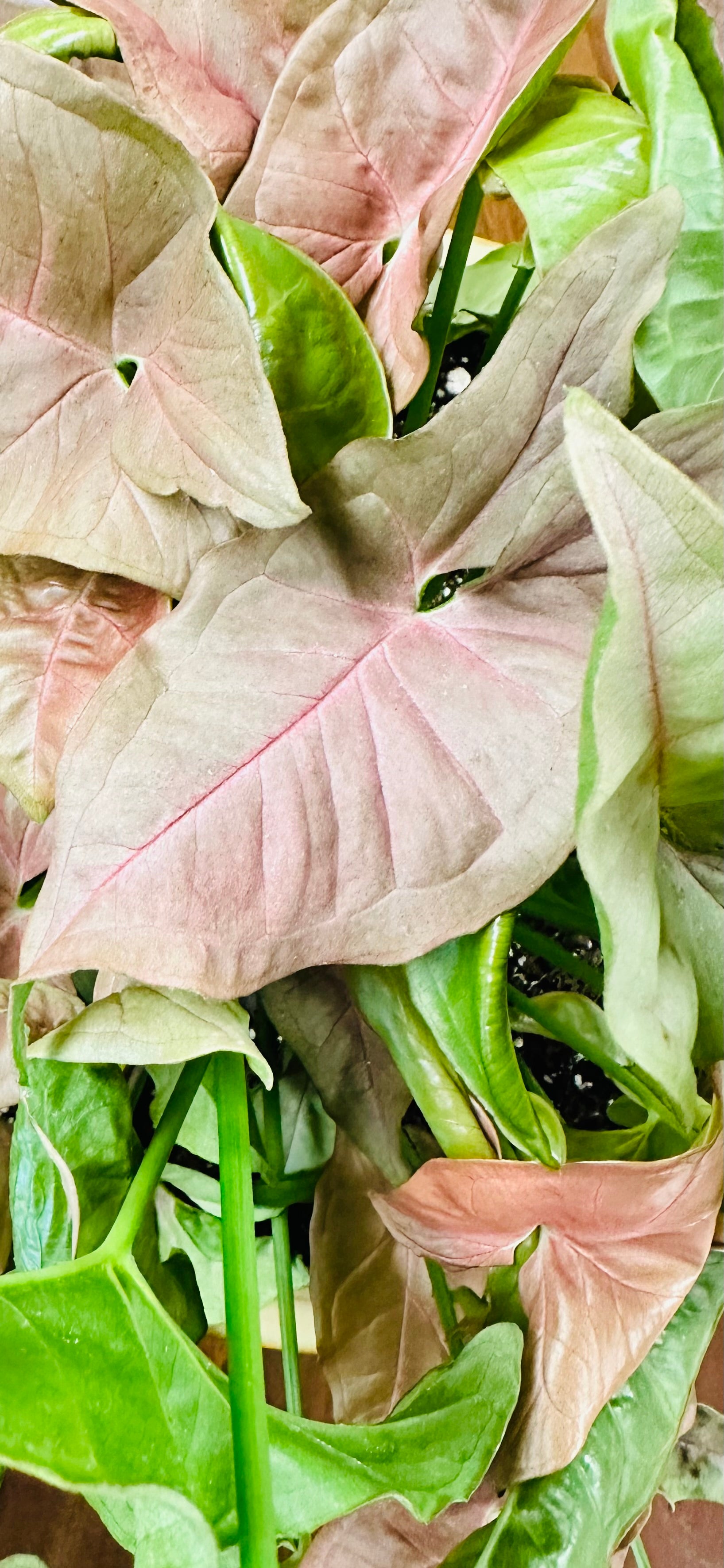 Spring Prop + Plant Swap – Lavada Wine Shop